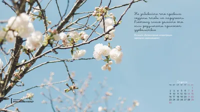 Обои весна красивые картинки на рабочий стол (56 фото) - 56 фото