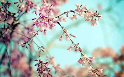 Скачать Цветы, Май, Весна, Тюльпаны, обои, картинки full hd на рабочий стол  - 13085