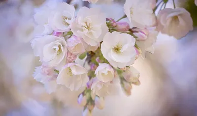 Яблоня цветущая розовыми цветами - 63 фото
