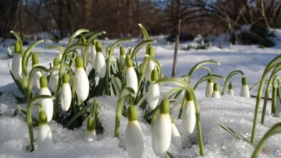 Весна! - это чудо природы! (Олечка Макарова) / Стихи.ру