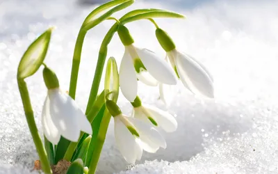 Картинки фото, весна, снег, цветы, подснежники - обои 1280x800, картинка  №211759