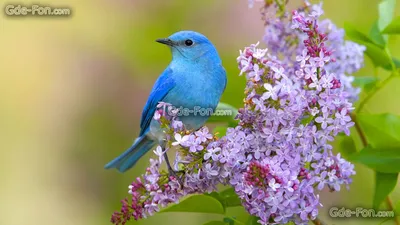 Обои птица, сирень, цветы, весна на рабочий стол — картинка №575240 |  ペットの鳥, 鳥の壁紙, 野鳥