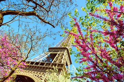 Эйфелева башня весной - 43 фото