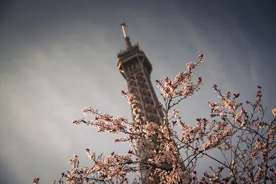 Картинки красивые весна в париже (69 фото) » Картинки и статусы про  окружающий мир вокруг