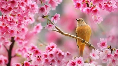 Красивые весенние обои на рабочий стол - Весна - Природа - Картинки на рабочий  стол