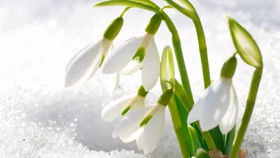 Весна, цветочки - Весна - Природа - Картинки на рабочий стол
