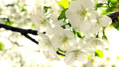 Скачать обои Весна, розовые цветы на дереве, зеленые холмы на рабочий стол  из раздела картинок Красивые картинки весны