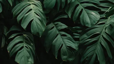 Обои листья, растение, зеленый, темный, растительность картинки на рабочий  стол, фото скачать бесплатно