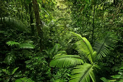 Обои для рабочего стола Листья Jungle Зеленый Природа Леса