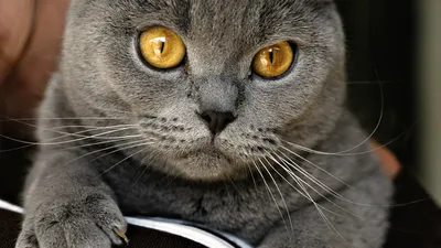 Фон рабочего стола где видно серый кот на траве, домашние животные, смешные  и милые кошки
