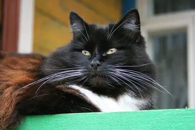 Котенок британский короткошерстный Рабочий стол, кошки, животные, кошка,  как млекопитающее png | PNGWing