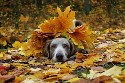 Осенние картинки с животными - 72 фото
