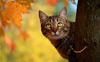 Скачать 1920x1200 кот, осень, дерево, прятаться обои, картинки