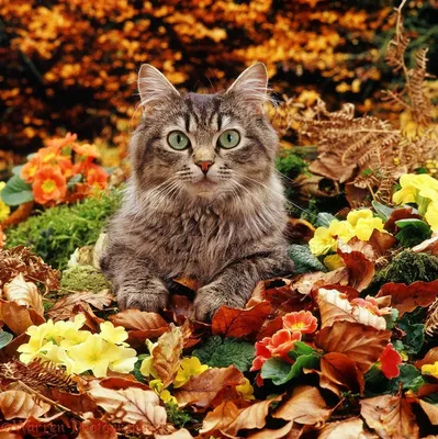 Осенние картинки с животными - 72 фото