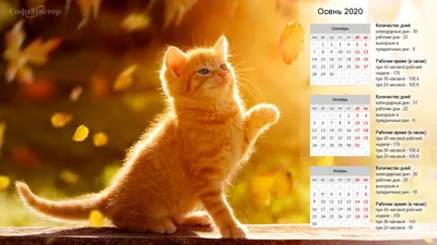 Осенние обои на рабочий стол с котиками и белочками и календарем