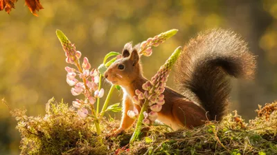 Animal Squirrel HD Wallpaper