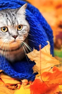 кот, шарф, листья, осень, чё то прохладно сегодня... | Cats, Cat aesthetic,  Cat drawing