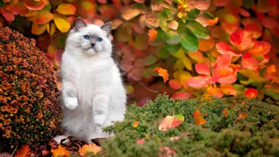 Котики осенью (56 фото) - 56 фото