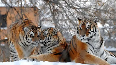 Скачать 1280x720 тигры, большие кошки, снег, снегопад, три обои, картинки  hd, hdv, 720p