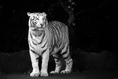 животные, тигры, белый, стоит, чёрно-белый, сномок, тигр | Белые тигры,  Большие кошки, Животные