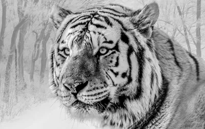 Обои на рабочий стол: Тигры, Животные - скачать картинку на ПК бесплатно №  45350