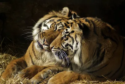 Тигры, тигрицы и тигрята - фото и обои, tigers wallpapers