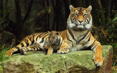 Обои Животные Тигры, обои для рабочего стола, фотографии животные, тигры,  пара, чувства, хищники Обои для рабочего стола, скачать обои картинки  заставки на рабочий стол.
