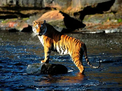 Тигр жив - фото и картинки: 56 штук