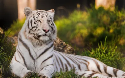 Красивый тигр - красивые фото