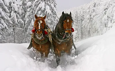 Обои зима, животные, арт, вектор, лес, отражение картинки на рабочий стол,  фото скачать бесплатно