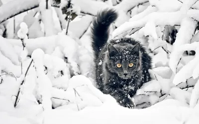 Животные зимой (57 фото)