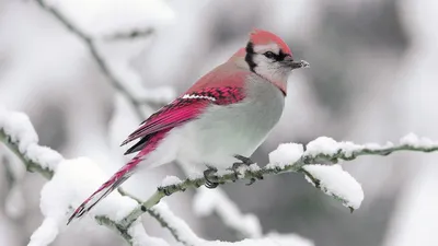 Фотография птица зимние Рябина Природа Снег Ягоды Ветки Животные