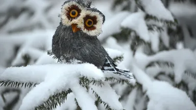 Зимние красивые животные - красивые фото