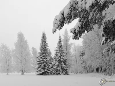 Зима, снег, ветка, сосна обои для рабочего стола, картинки, фото, 1024x768.