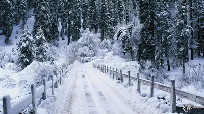 Картинки по запросу обои на рабочий стол зима | Paysage de neige, Scène  d'hiver, Fond ecran hiver