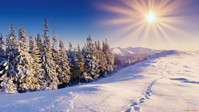 Обои Природа Зима, обои для рабочего стола, фотографии природа, зима, снег,  лес, солнце Обои для рабочего стола, скачать обои картинки заставки на рабочий  стол.