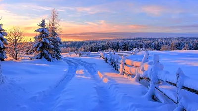 Зима, елка в снегу и подарки - обои на рабочий стол