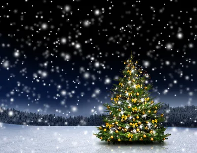 Обои елка, гирлянды, новый год, рождество, деревья, снег, зима, праздник  картинки на рабочий стол, фото скачать бесплатно