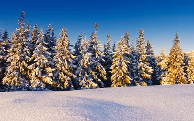 Скачать обои Широкоформатные Новый год, Рождество, прогулка на санях,  зимний лес на рабочий стол 1680x1050
