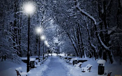Фотография Лапландия область Финляндия Ель Зима Природа снега в ночи