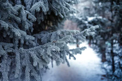 Картинка избушка засыпанная снегом морозной зимой в лесу обои на рабочий  стол
