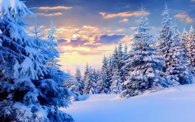 Обои для рабочего стола Ель зимние Природа Леса снегу Ветки 1280x854