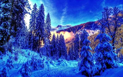 Обои Зимой в лесу, картинки - Обои для рабочего стола Зимой в лесу фото из  альбома: (природа)