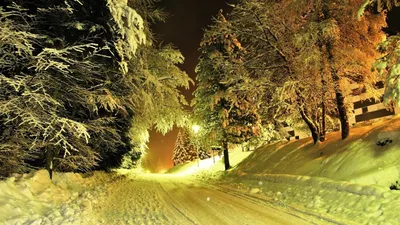 Фотографии Ель Зима Природа Леса Снег ночью Здания