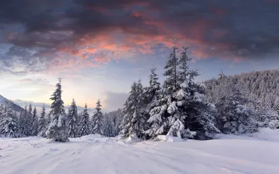 Зимний лес - красивые картинки (100 фото) - KLike.net