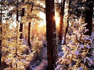Красота зимы в лесу - обои на рабочий стол