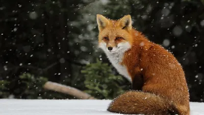 Обои лиса, животное, снег, зима на рабочий стол