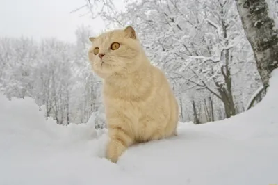 Картинка Тигры Большие кошки Зима снегу смотрят Животные