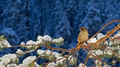 Животные зимой (57 фото)