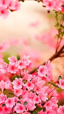 13 Gorgeous Spring Blossom iPhone Wallpapers | Preppy Wallpapers | Hoa đạo,  Hình nền hoa, Hình nền